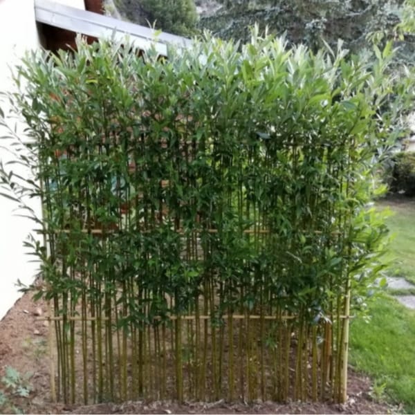 Brise vue osier vivant